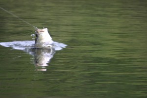 Slurping bass will come out of the water for your topwater lure.