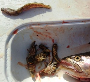 Burbot and crawdads eaten by huge rainbows in Flaming Gorge
