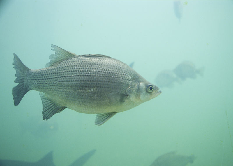 White bass in Provo River