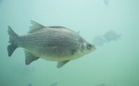 White bass in Provo River